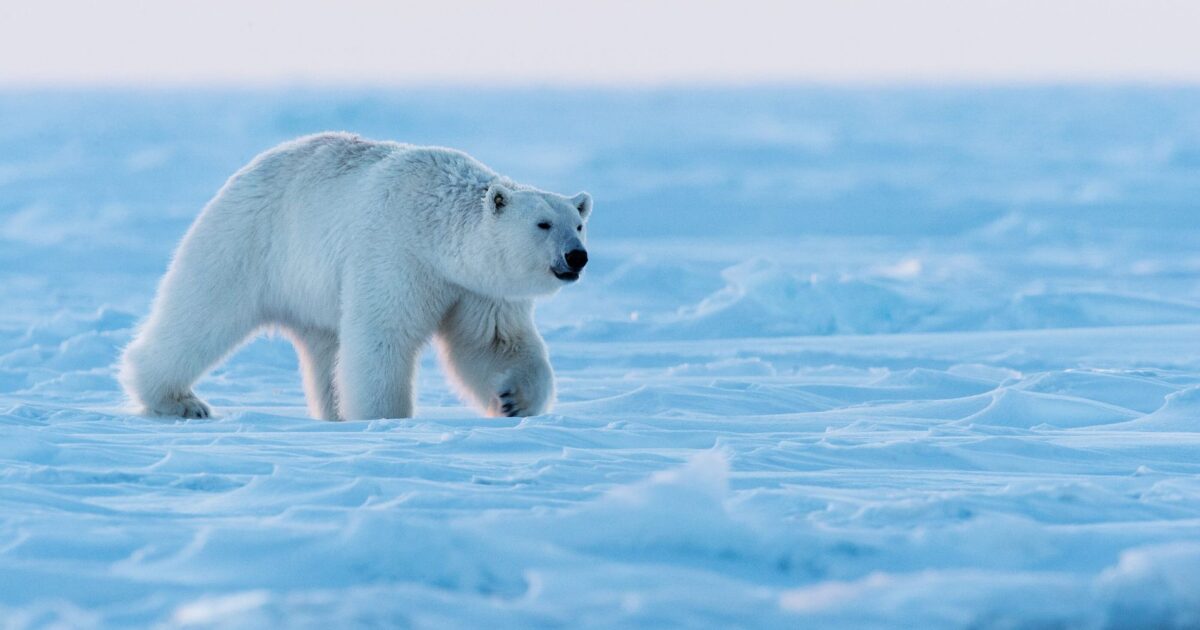 Hallazgo sorprendente en el Ártico: osos polares de Svalbard prosperan pese a la pérdida acelerada de hielo