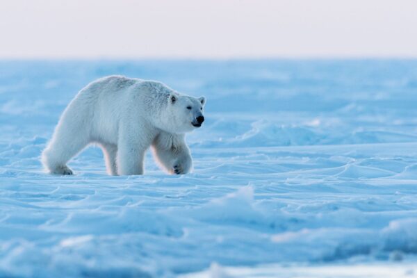 Hallazgo sorprendente en el Ártico: osos polares de Svalbard prosperan pese a la pérdida acelerada de hielo